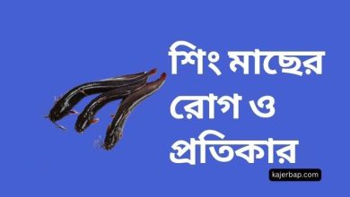 শিং মাছের রোগ ও প্রতিকার