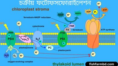 চক্রীয় ফটোফসফোরাইলেশন