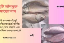 দুটি আঁশযুক্ত মাছের নাম