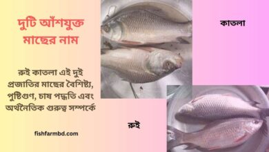 দুটি আঁশযুক্ত মাছের নাম