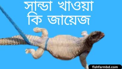 সান্ডা খাওয়া কি জায়েজ